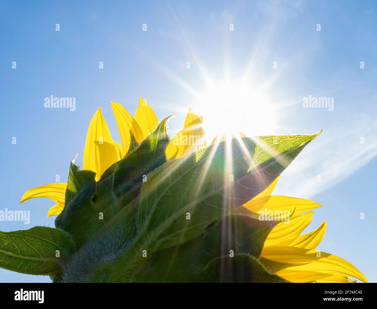 Backlit Sunflower aganist a blue sky and sunburst sun Stock Photo