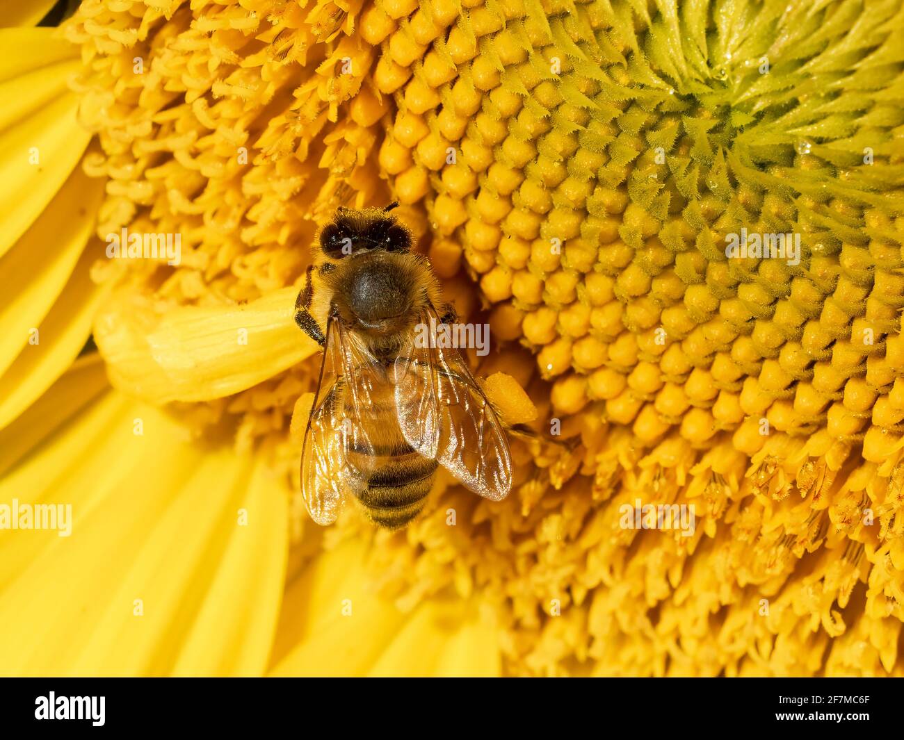 Closeup of a Western Honey Bee on a Sunflower Stock Photo