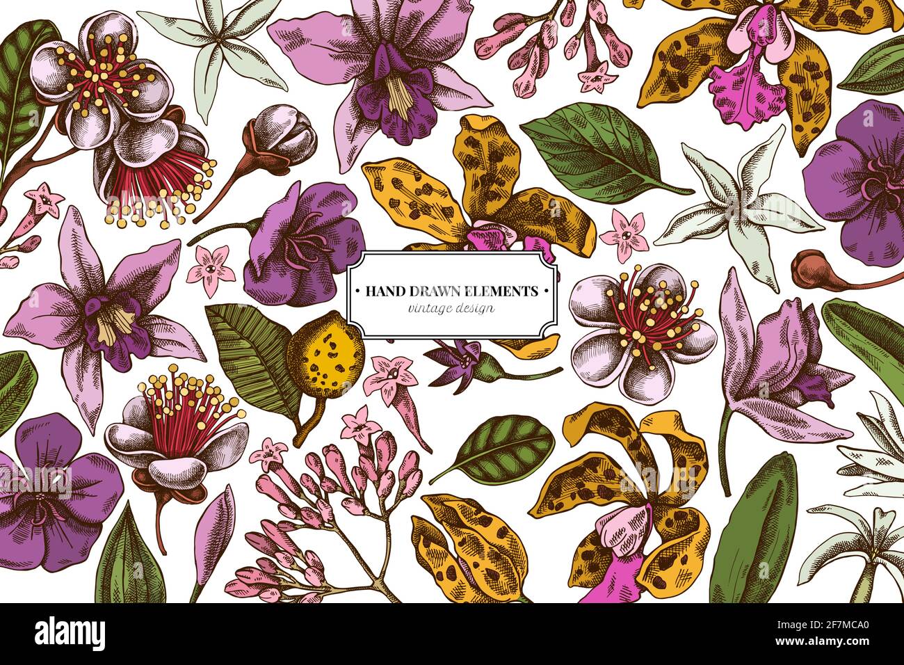 Floral design with colored laelia, feijoa flowers, glory bush, papilio torquatus, cinchona, cattleya aclandiae Stock Vector