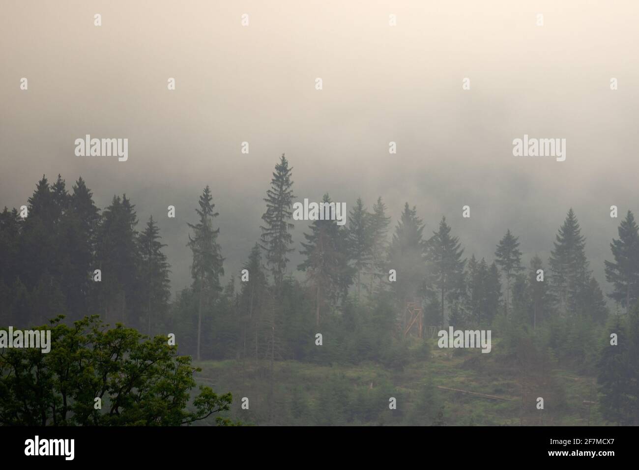 Morning fog at the german Rothaargebirge Stock Photo Alamy