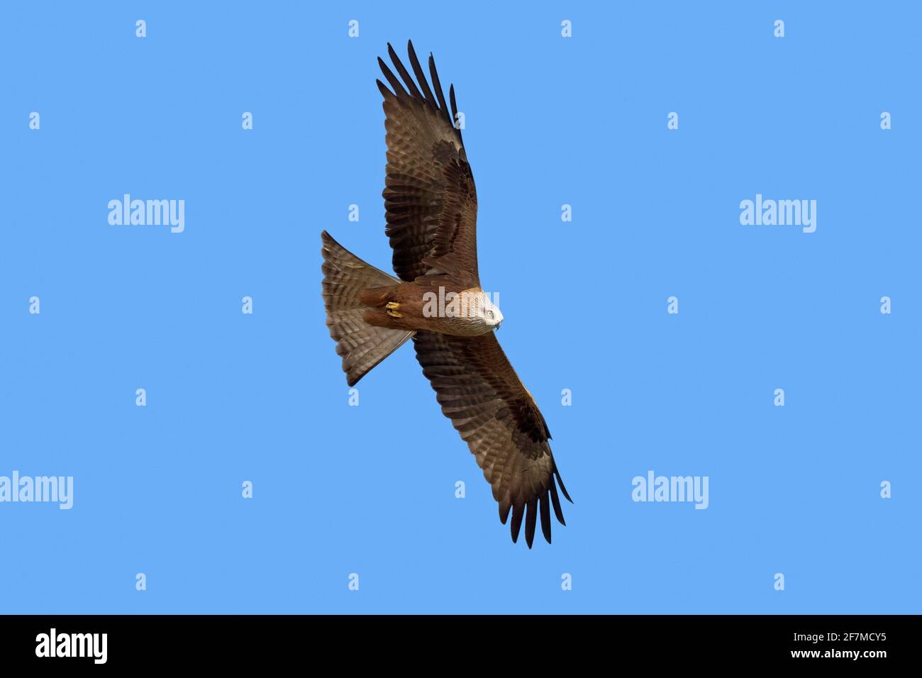 Black kite (Milvus migrans) in flight soaring against blue sky Stock Photo