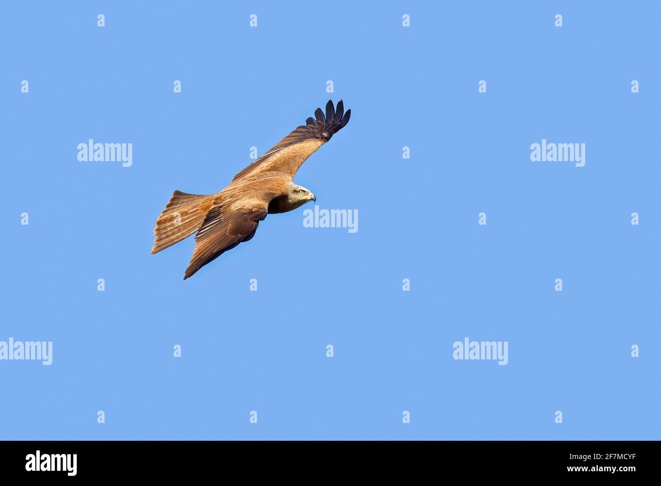 Black kite (Milvus migrans) in flight soaring against blue sky Stock Photo