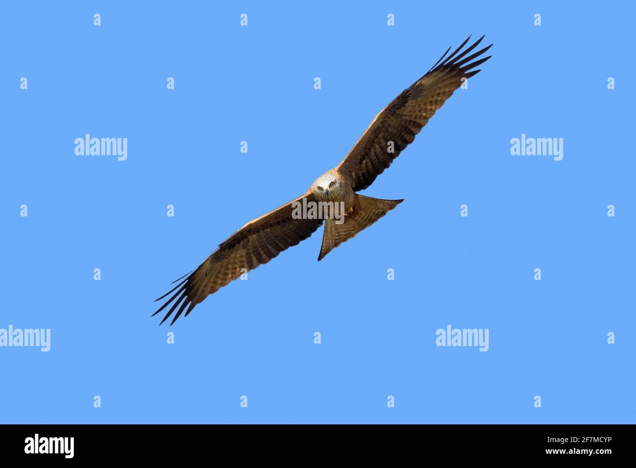 Black kite (Milvus migrans) in flight soaring against blue sky Stock Photo