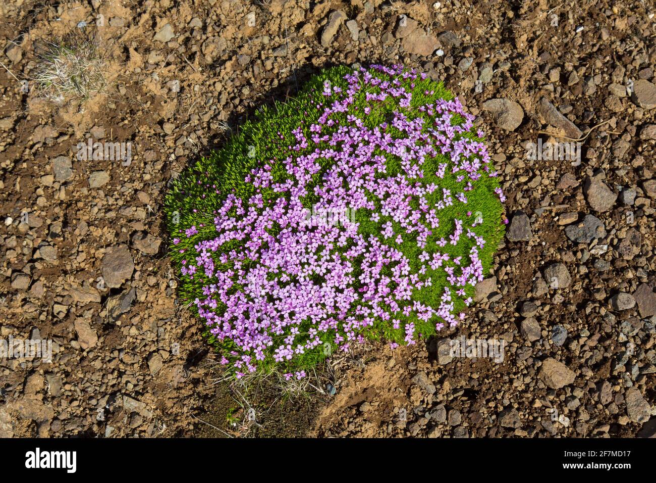 Moss campion / cushion pink (Silene acaulis) in flower on the tundra at Landmannalaugar in Iceland Stock Photo