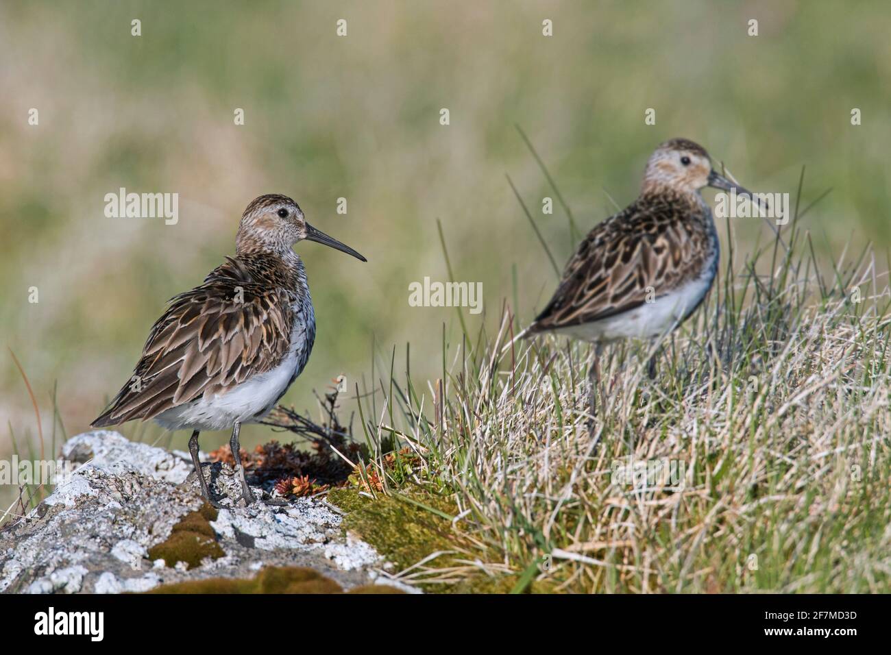 Two dunlins (Calidris alpina schinzii) dunlin pair in breeding plumage in grassland in summer, Iceland Stock Photo