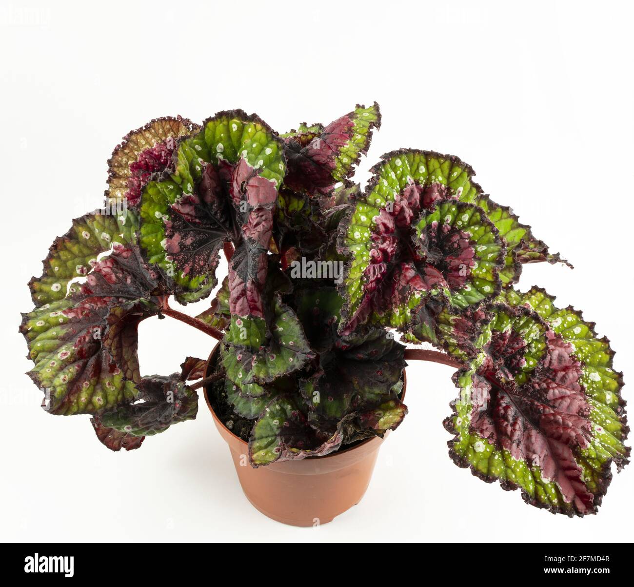 begonia rex in pot with white background, top view Stock Photo