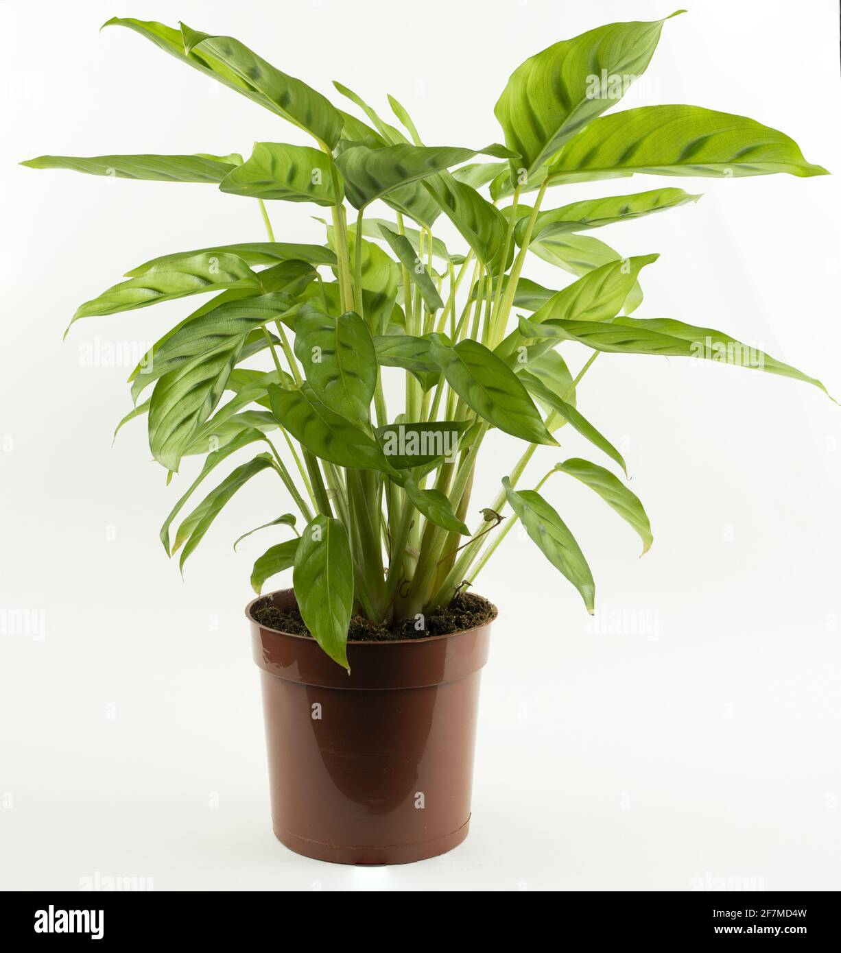 calathea anulque Calathea Roseopecta Silvia – Sky and Greens