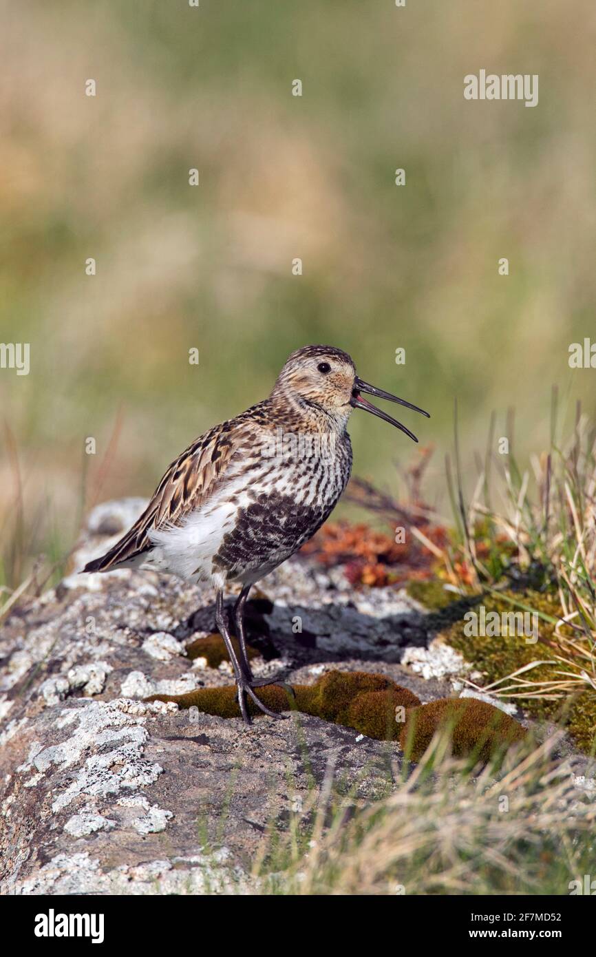 Dunlin (Calidris alpina schinzii) in breeding plumage calling from rock in grassland in summer, Iceland Stock Photo