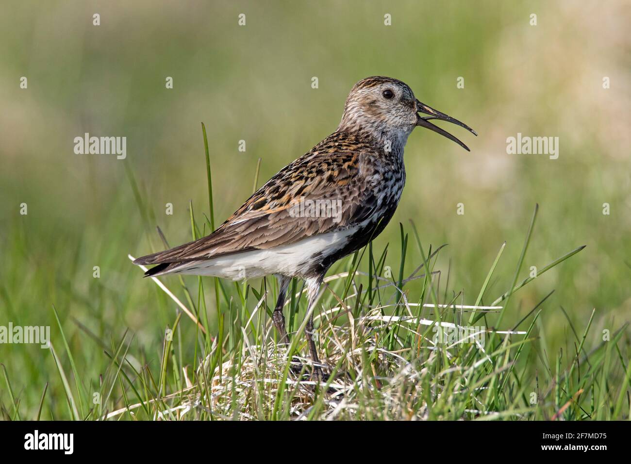 Dunlin (Calidris alpina schinzii) in breeding plumage calling in grassland in summer, Iceland Stock Photo