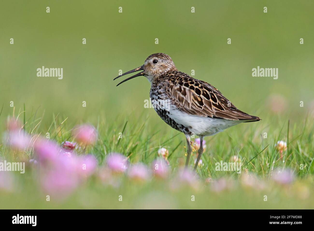 Dunlin (Calidris alpina schinzii) in breeding plumage calling in grassland with sea thrift / sea pink flowering in summer, Iceland Stock Photo