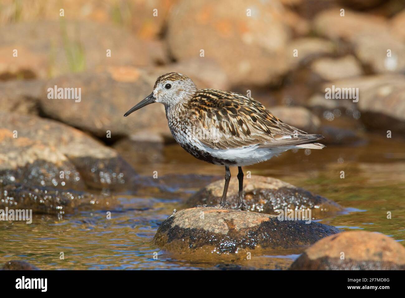 Dunlin (Calidris alpina schinzii) in breeding plumage foraging in shallow water in summer, Iceland Stock Photo