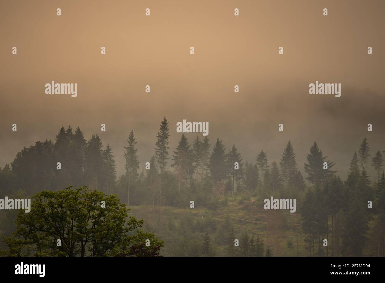 Morning fog at the german Rothaargebirge Stock Photo Alamy