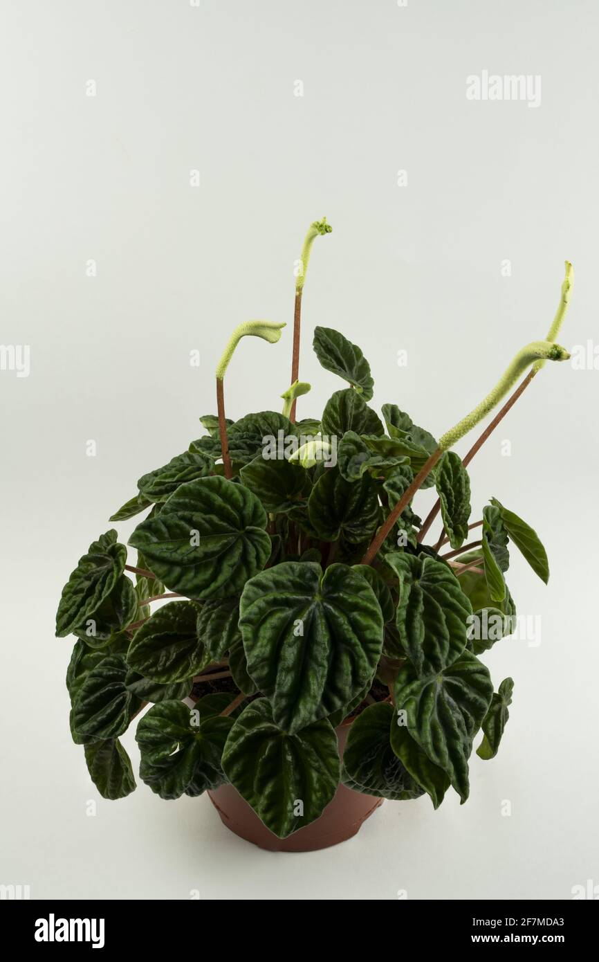 peperomia caperata in pot with white background, top view Stock Photo