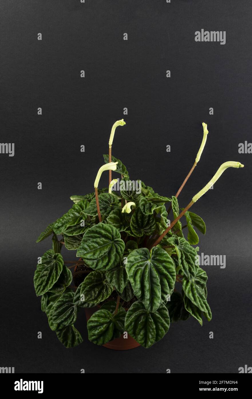 peperomia caperata in pot with black background, top view Stock Photo