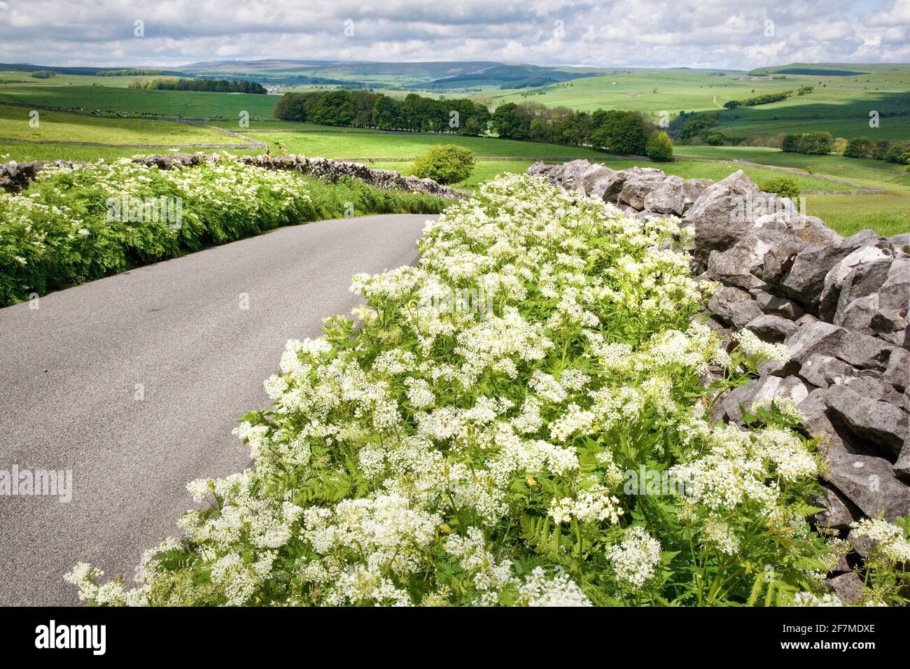 Country lane with verges of Sweet Cicely Myrrhis odorata in the Derbyshire Peak District near Tideswell Stock Photo