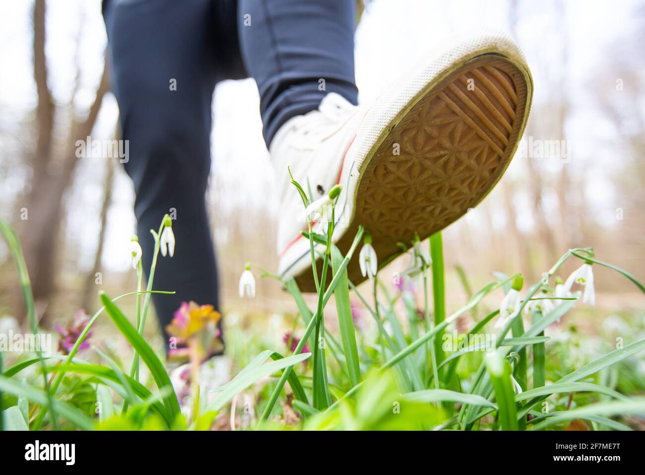 The foot of a woman shoes steps on a rare flowers in national park, botanical garden, damage to nature, environmental concept Stock Photo