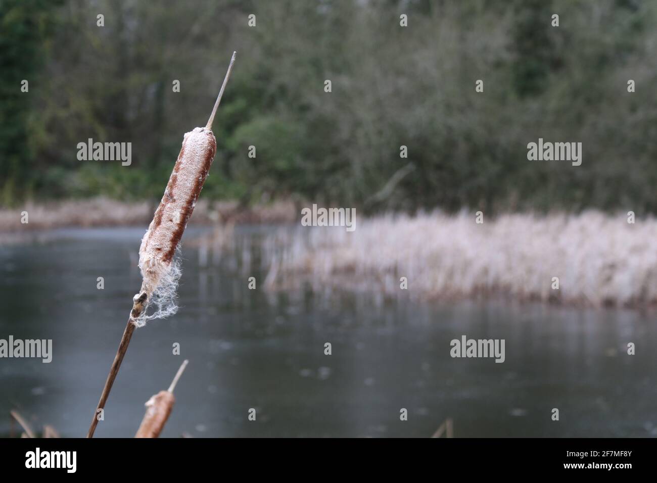 Single reed mace closeup against a background of a lake or pond, bull rush Stock Photo