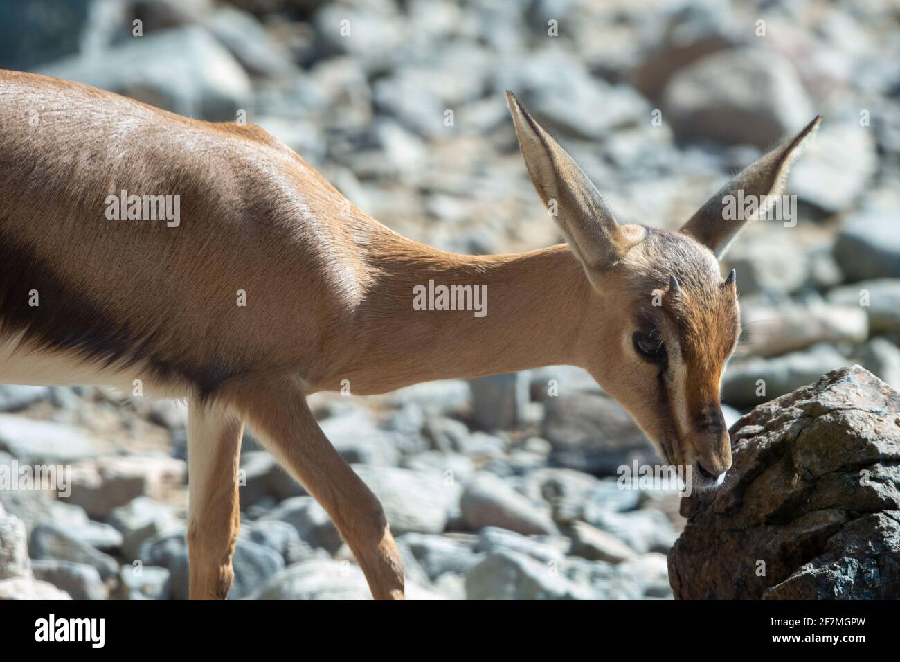 A close up of an Arabian Sand Gazelle (Gazella marica) in the rocks of ...