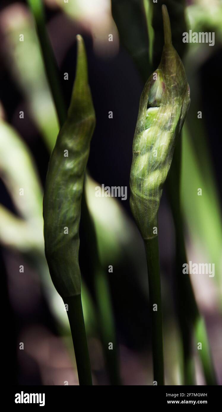 Nectaroscordum siculum - an emerging cluster of buds as the sheath splits Stock Photo
