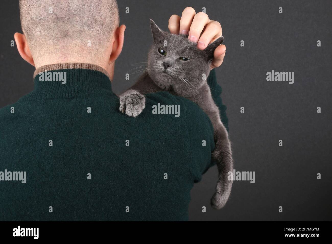 gray cat sitting on the shoulder of a man Stock Photo Alamy