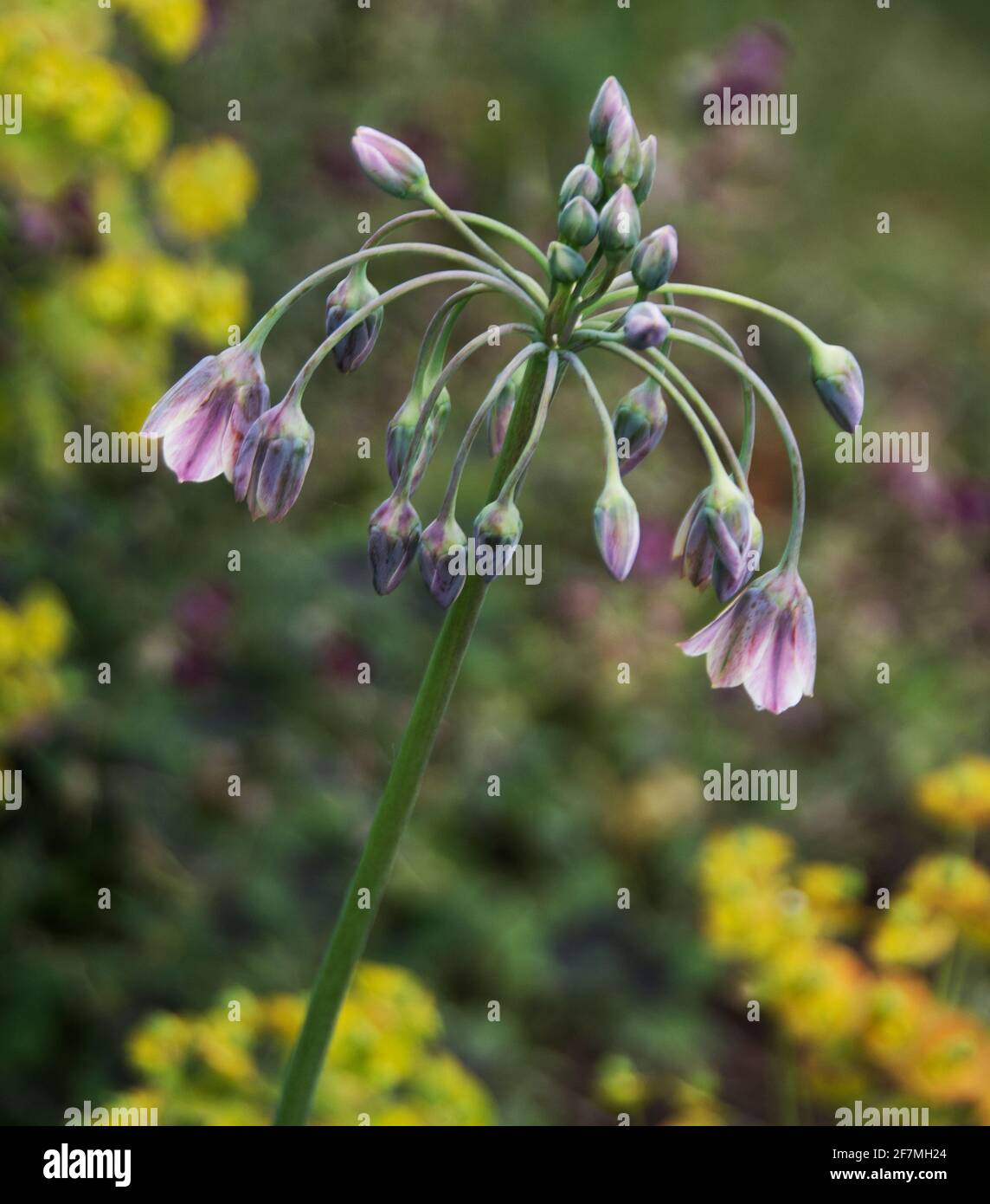 Nectaroscordum siculum Stock Photo