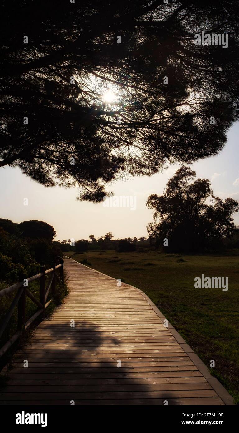 Wooden path through the trees at sunset Stock Photo
