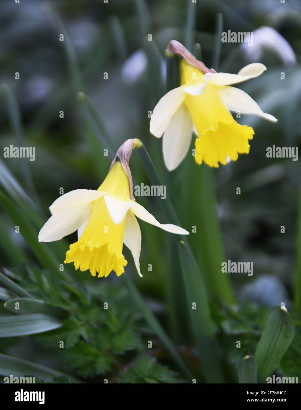 Narcissus Topolino is a dwarf Trumpet daffodil, the flowers with cream perianth segments and
