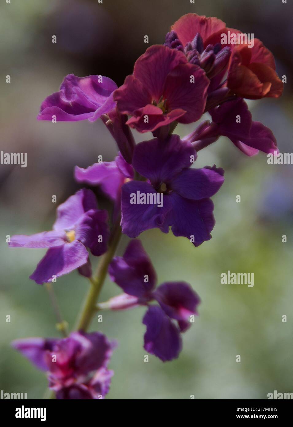 Erysimum 'Chelsea Jacket' Stock Photo