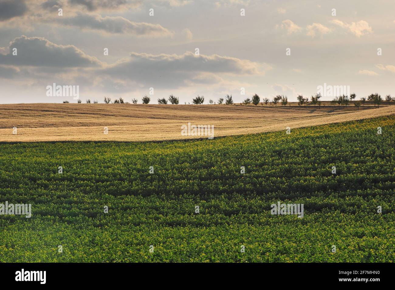 Long yellow filds of olseed rape before harvest, Moravia, Czech Republic Stock Photo
