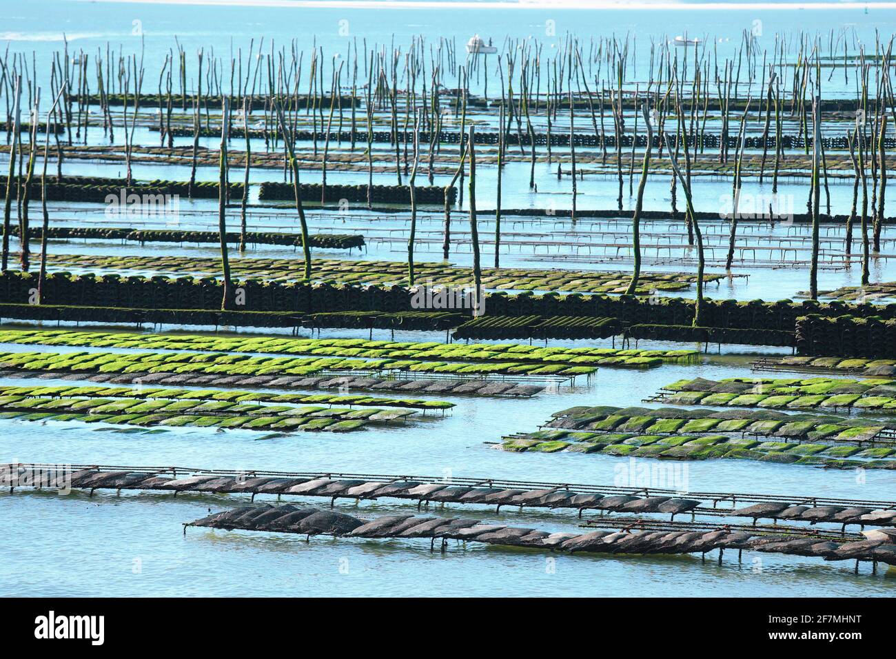 Arcachon oysters hires stock photography and images Alamy