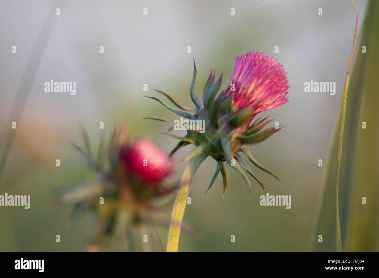 Purple milk thistle flower in blurred background, Italy Stock Photo