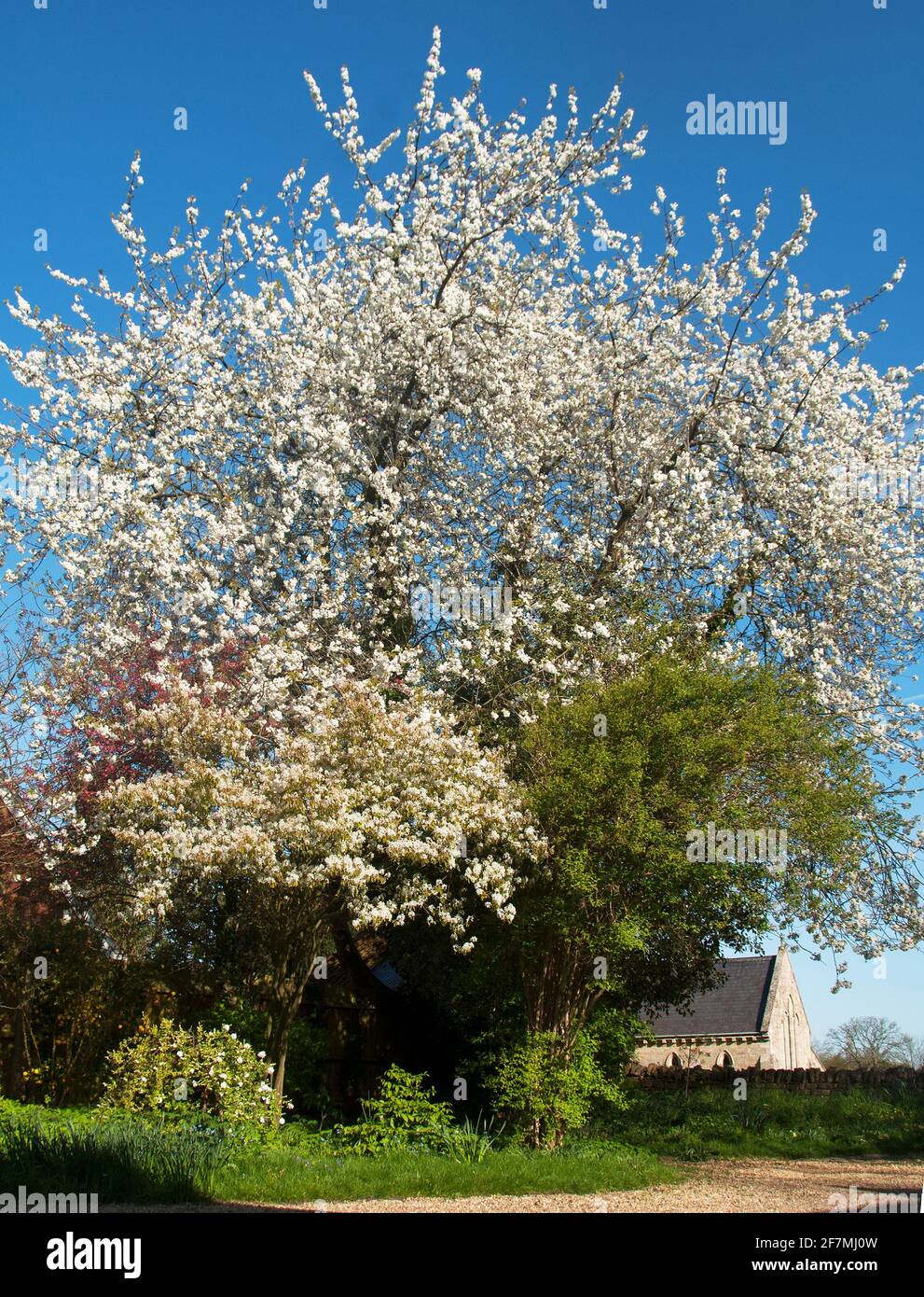 Spring blossom in a private garden Stock Photo