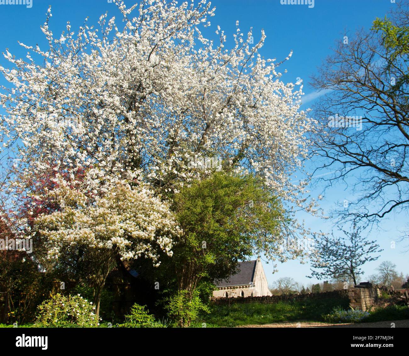 Spring blossom in a private garden Stock Photo
