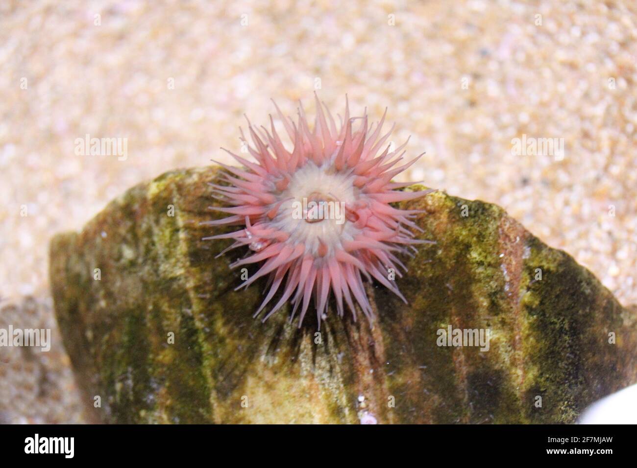 Sea anemones (Actiniaria), are a species- and genus-rich order of Hexacorallia within flowers Animals Stock Photo