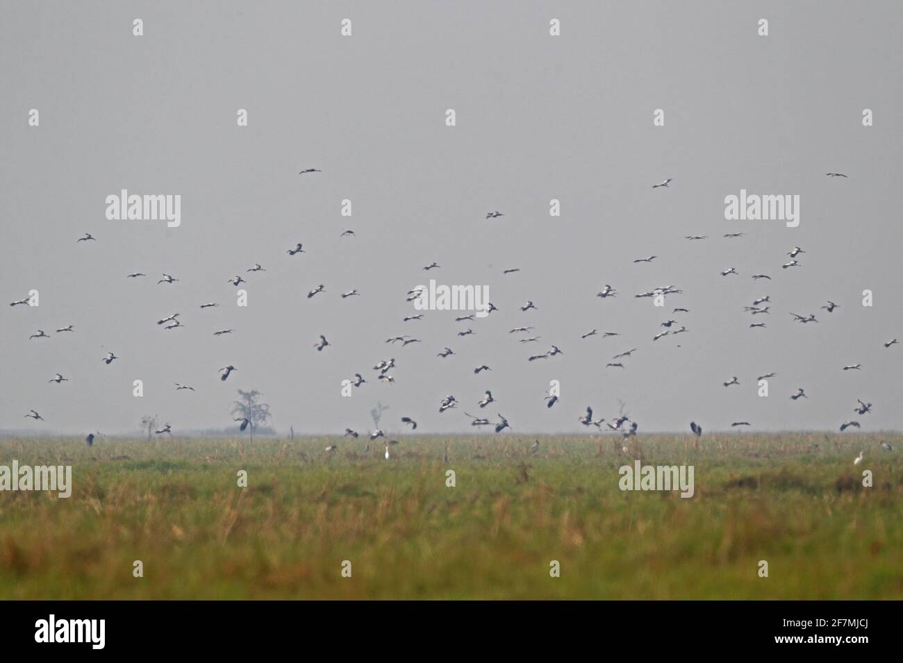 Asian Openbill (Anastomus oscitans) flock landing in rice paddies in ealy morning Ang Trapeang Thmor, Cambodia            January Stock Photo
