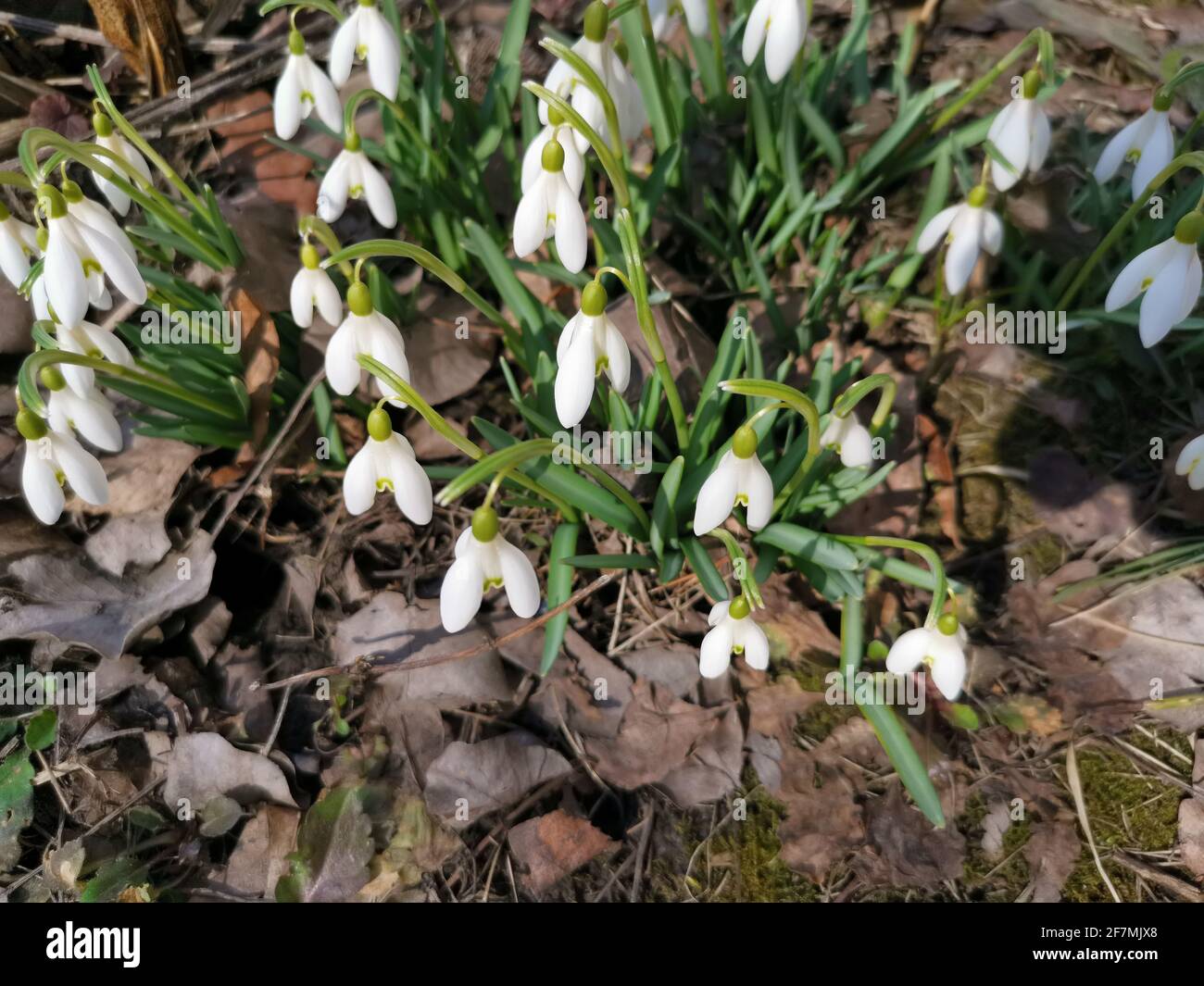 Snowdrops - the first spring flowers in the clearing Stock Photo