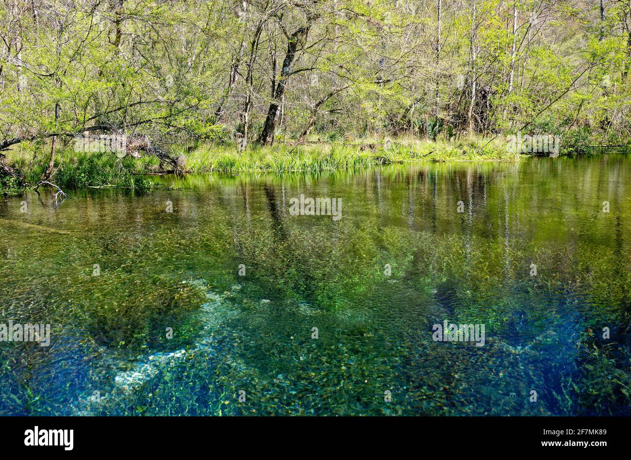 spring head, clear water, cool, nature, river, new spring growth, vegetation, trees, reflections, Ichetucknee Springs State Park, Florida, Fort White, Stock Photo