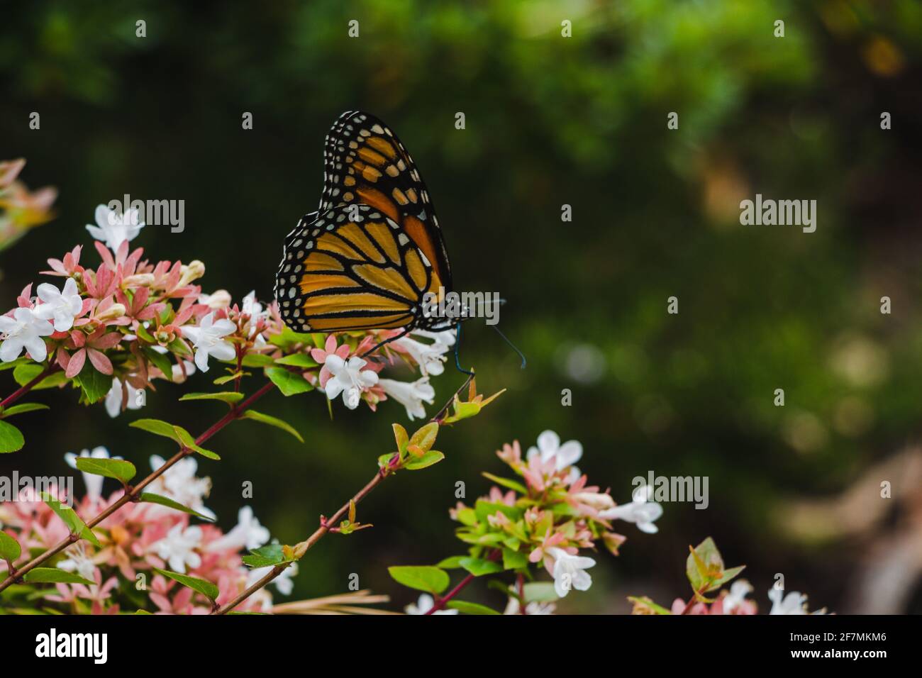An Orange Butterfly On A Bed Of Pink And White Flowers In A Garden an-orange-butterfly-on-a-bed-of-pink-and-white-flowers-in-a-garden