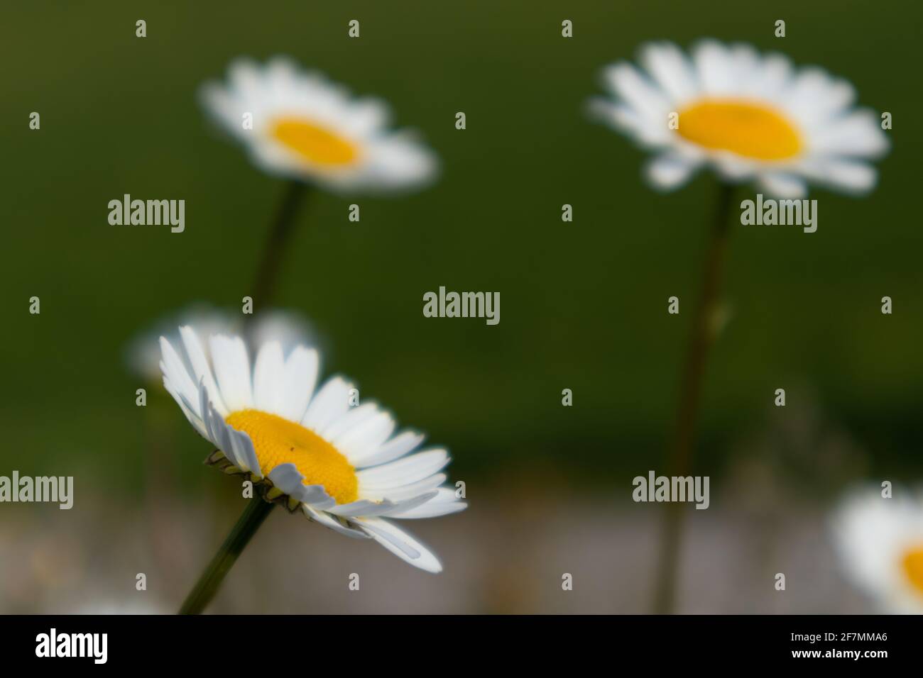 White daisy flower in green background, Italy  Stock Photo