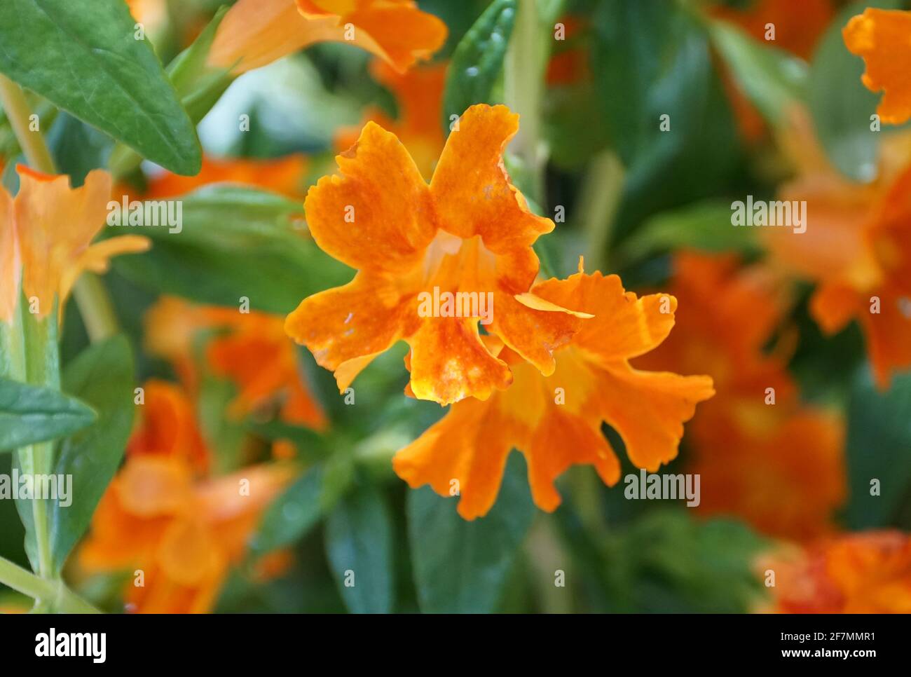 Orange monkey flower hires stock photography and images Alamy
