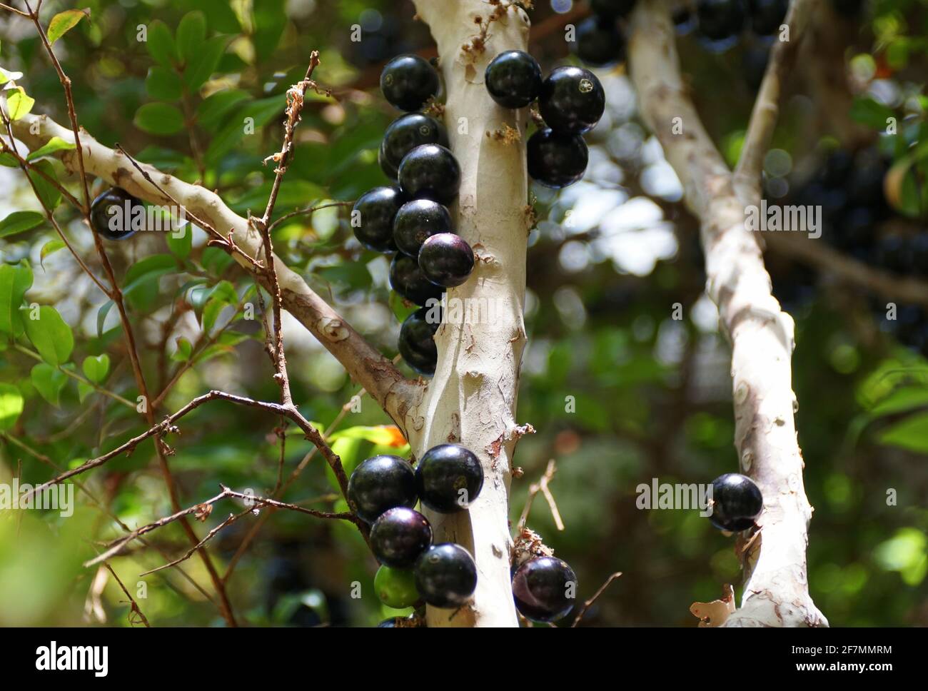 The clusters of Jaboticaba edible fruits, originated from Brazil and Bolivia Stock Photo
