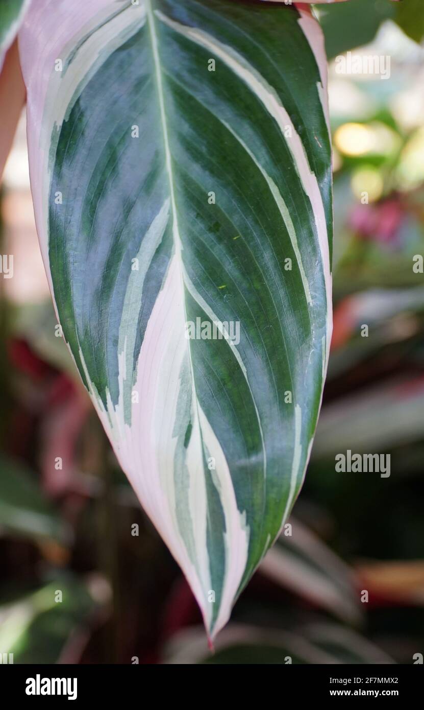 The white and green leaf of Stromanthe Sanguinea Triostar, a tropical plant Stock Photo