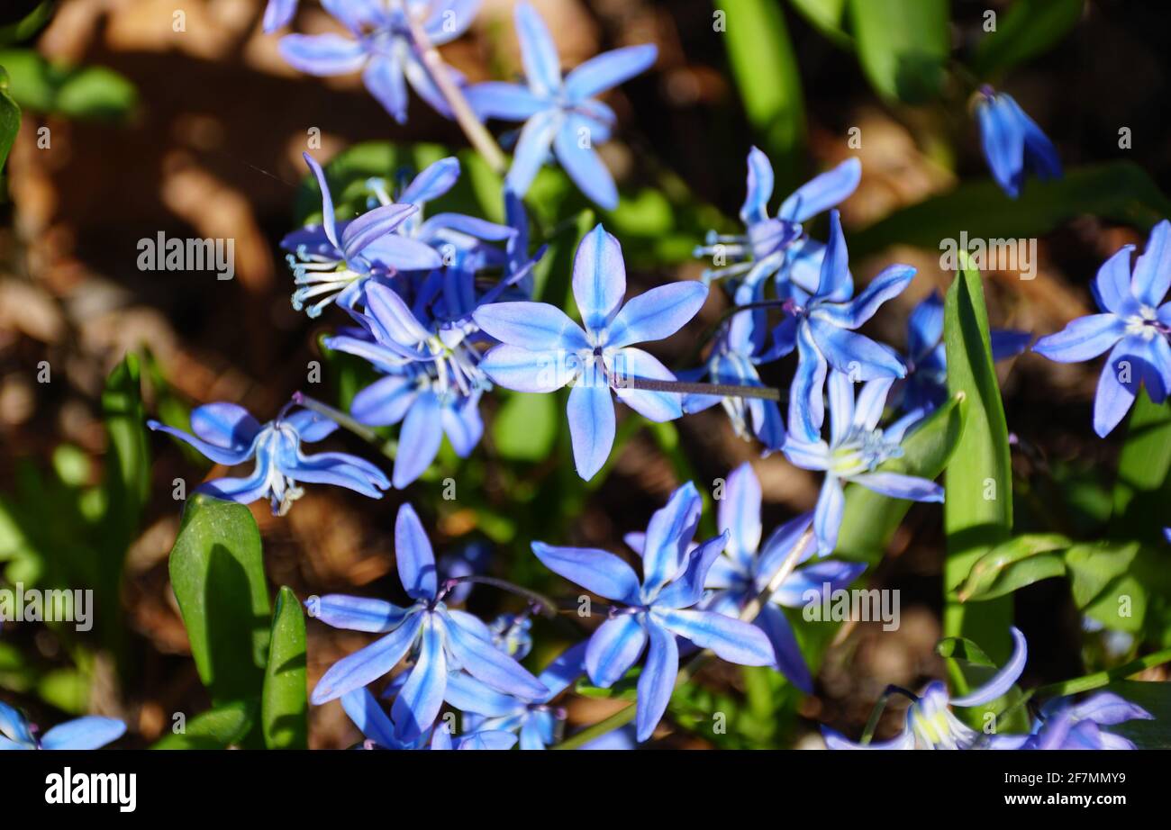 The tiny blue Early Snow Glories flowers blooming in the Spring Stock Photo