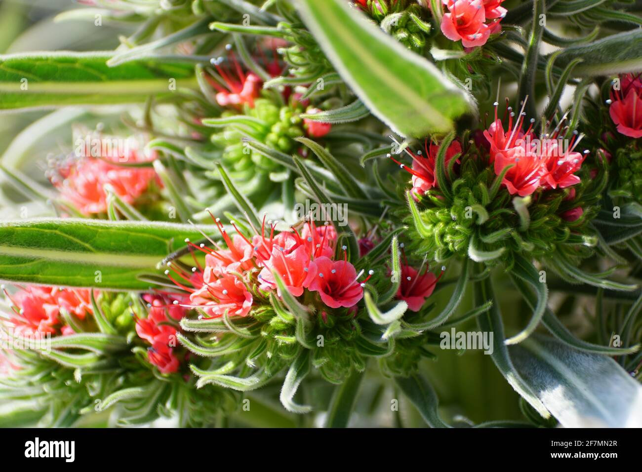 Close up of the Tower of Jewels plant with Pink flowers, also known with scientific name Echium Wildpretii Stock Photo