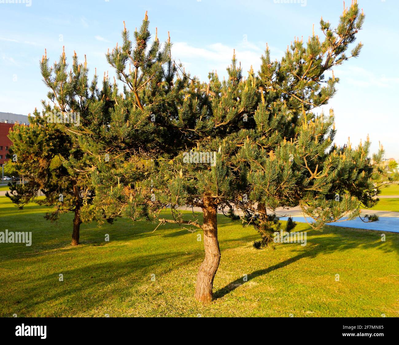 Red pine pinus sylvestris hi-res stock photography and images - Alamy