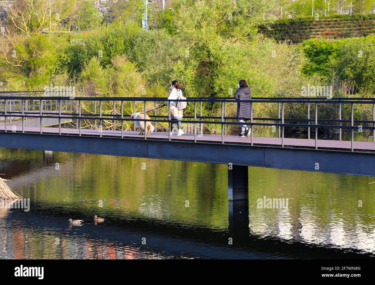 Two women and a dog walking on long footbridge with wooden planks and metal fences over wetland with reeds Las Llamas Park Santander Spain Spring Stock Photo