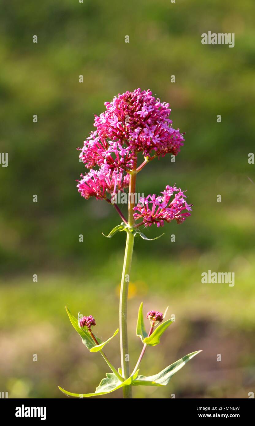 Centranthus ruber Jupiter's-beard close up with an out of focus naturally lit background on a sunny spring morning Santander Cantabria Spain Stock Photo