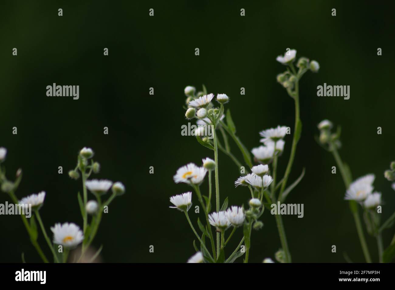 White daisy flower in green background, Italy  Stock Photo
