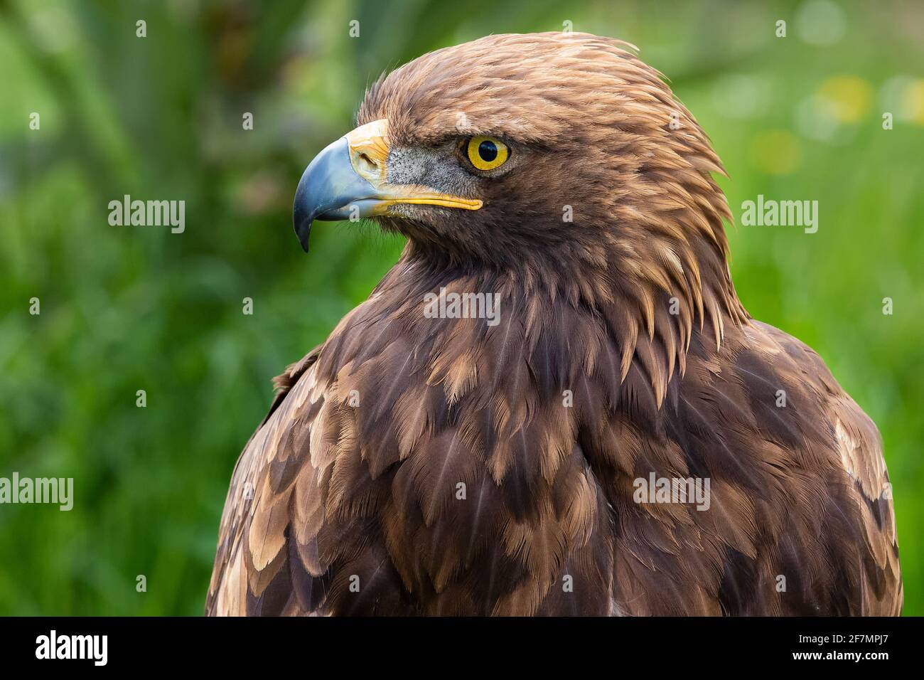 Golden eagle. Aquila chrysaetos Stock Photo - Alamy