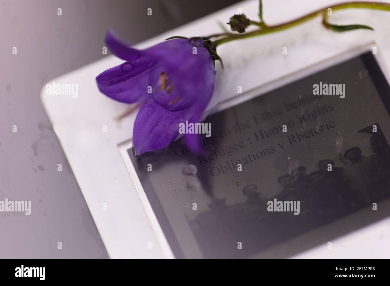 Concept - Human Rights Protection for for individuals fleeing persecution - a single violet flower on a glass slide Stock Photo